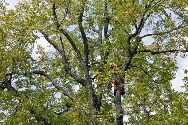 How Our Tree Care Process Works  in  Litchfield Beach, SC